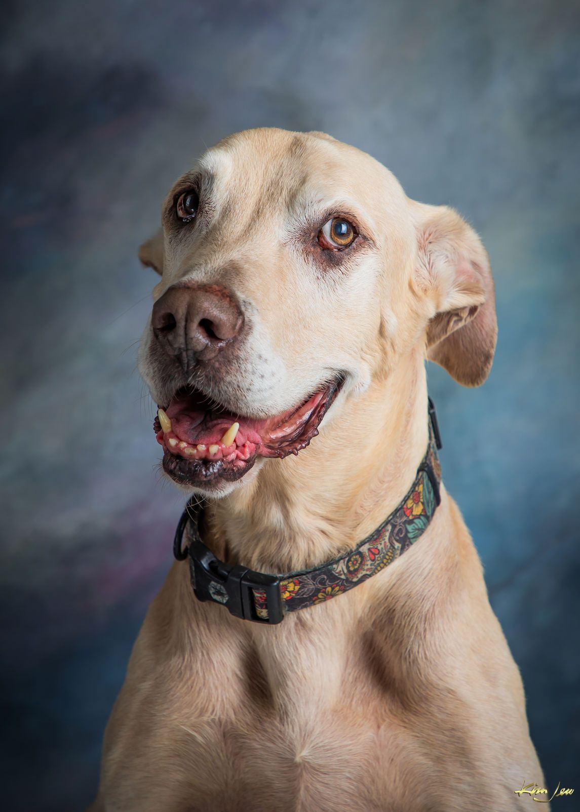 A close up of a dog wearing a collar and smiling.