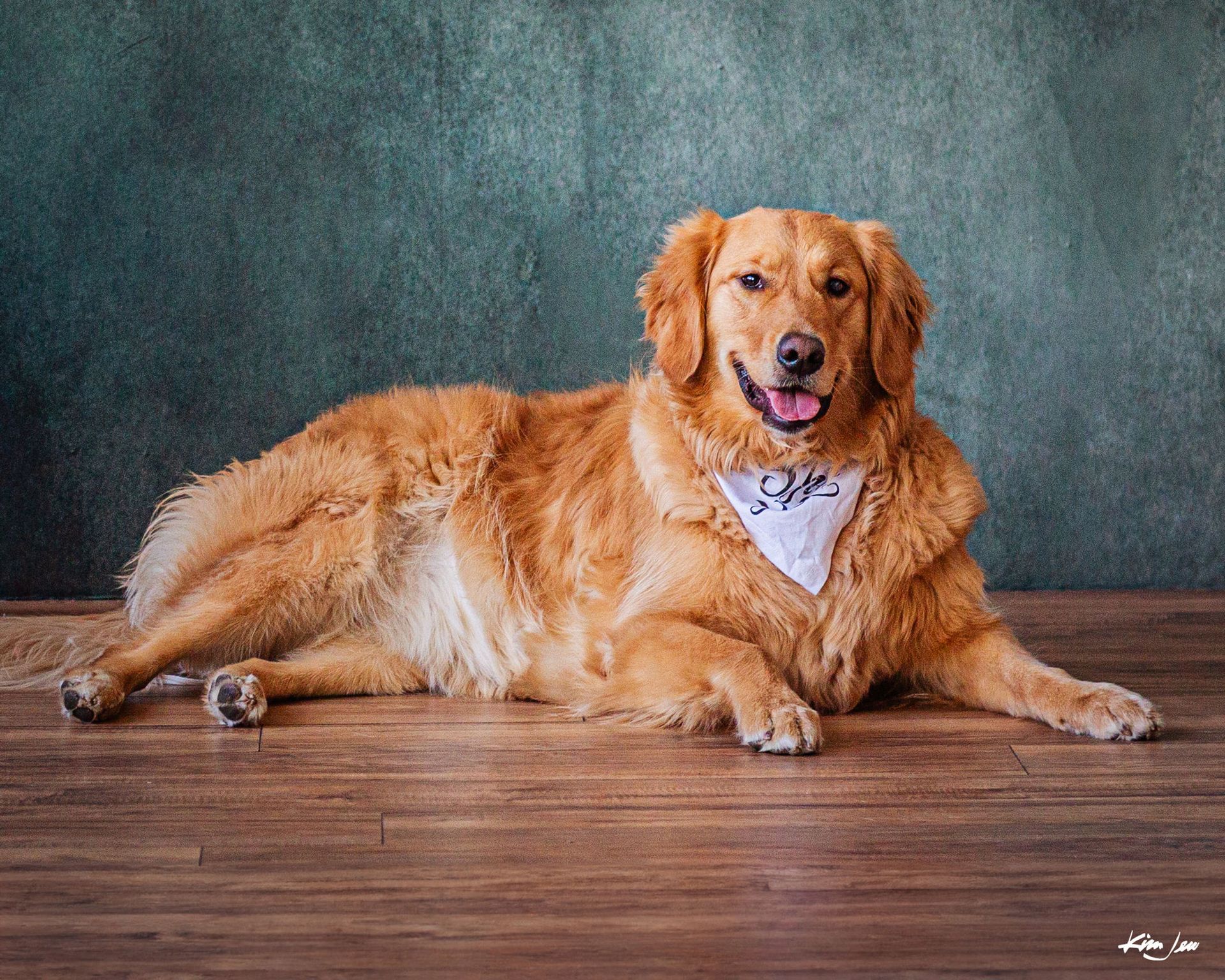 A golden retriever wearing a bandana is laying on a wooden floor.