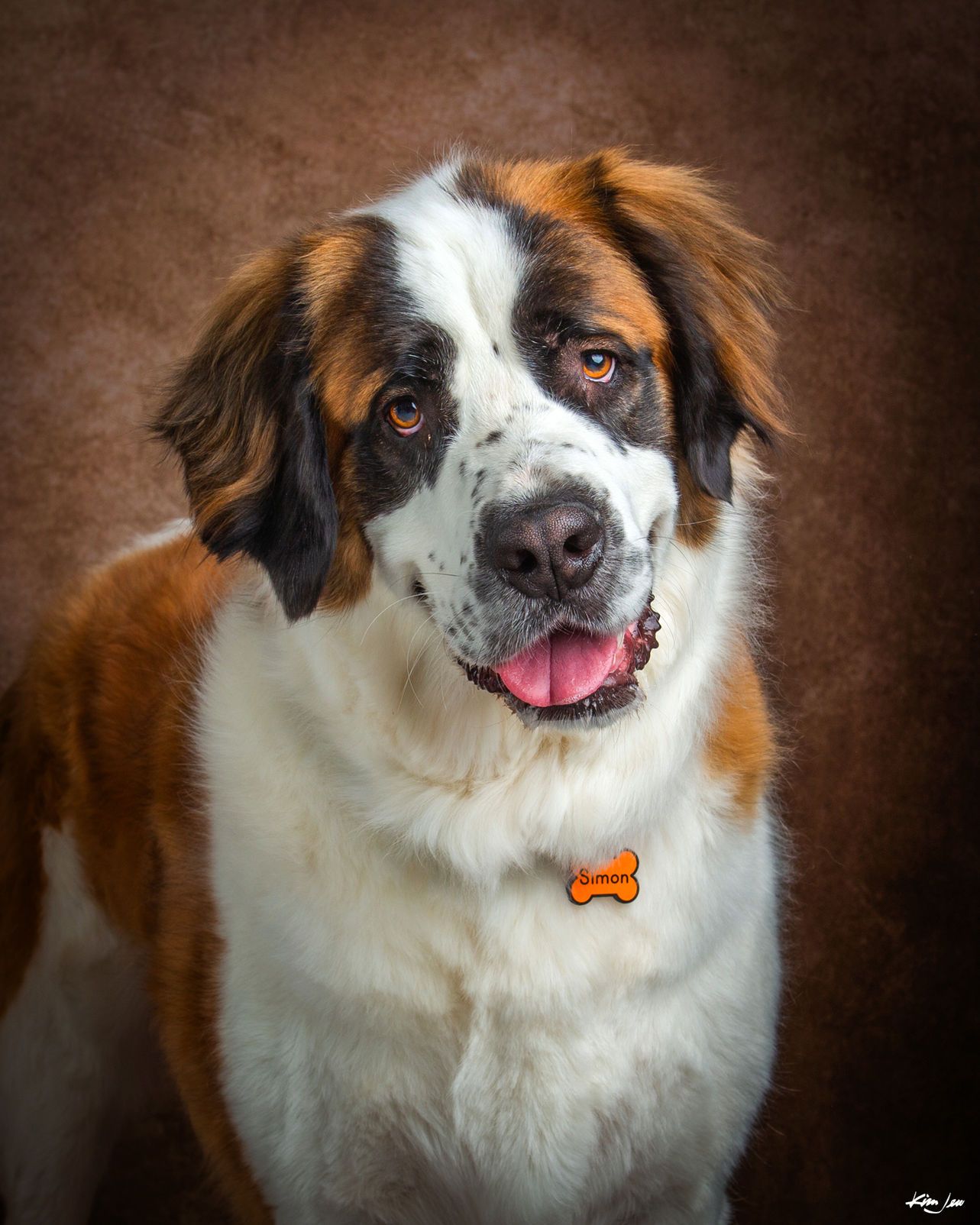 A brown and white saint bernard dog is sitting in front of a brown background.