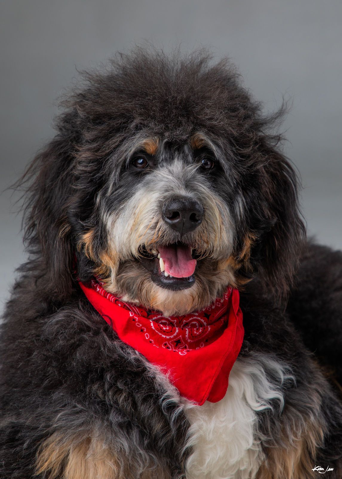 A black and brown dog wearing a red bandana.