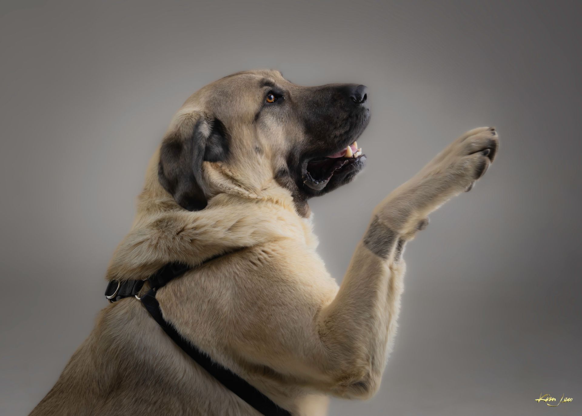 A dog is sitting on its hind legs with its paw up.
