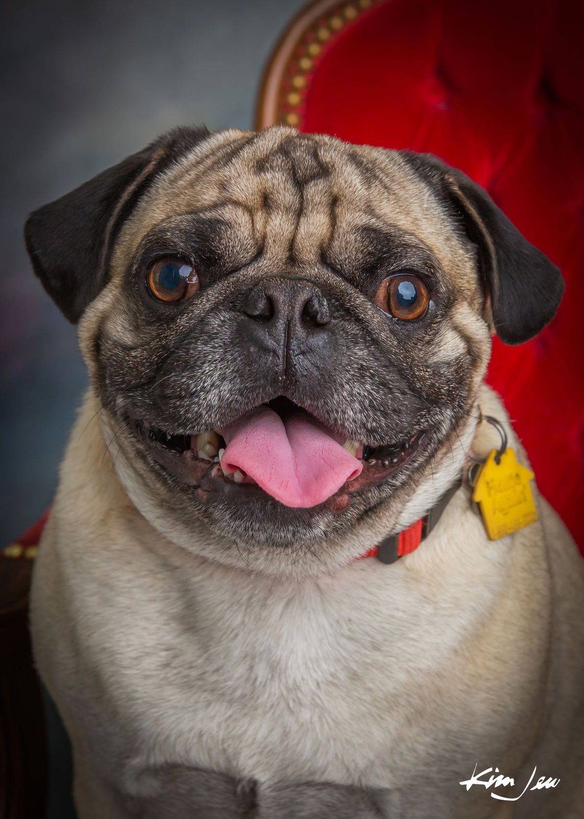 A pug dog is sitting on a red chair with its tongue out.