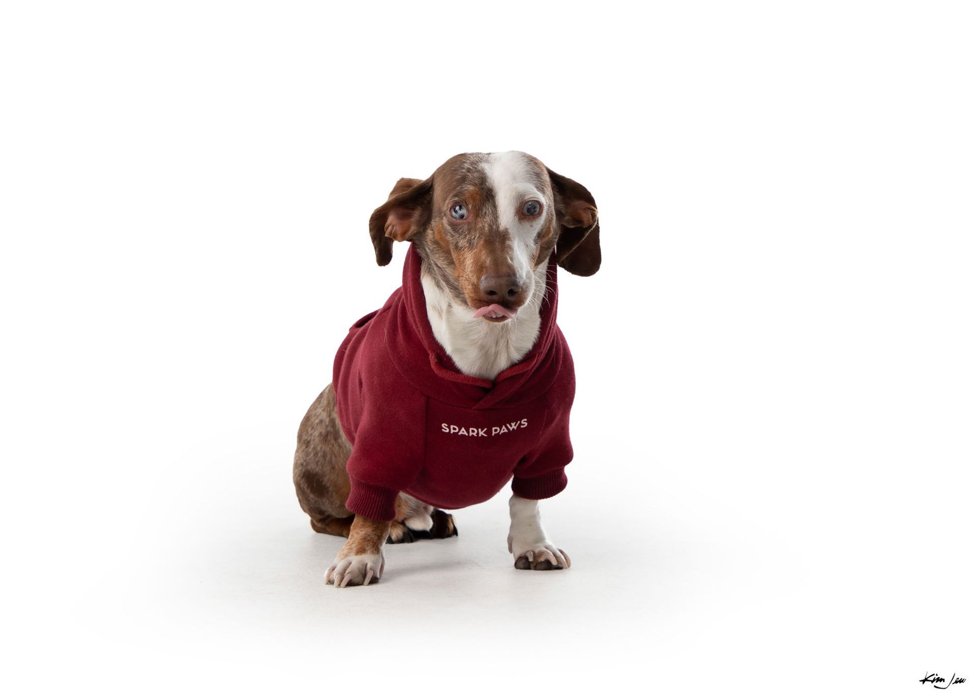 A brown and white dog wearing a red hoodie is sitting on a white background.
