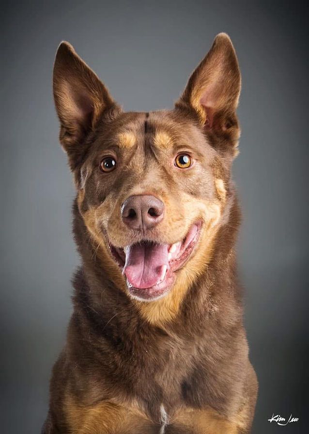 A brown and tan dog with its tongue out is smiling for the camera.