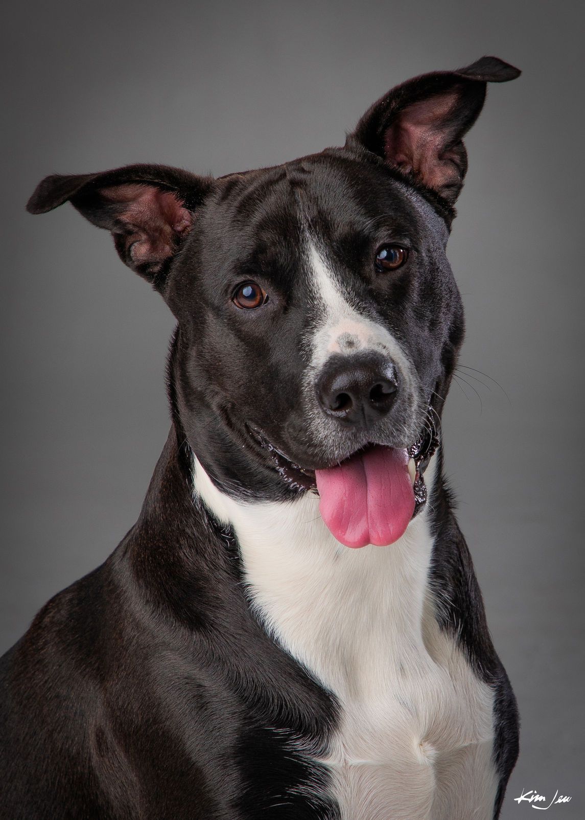 A black and white dog with a pink tongue sticking out