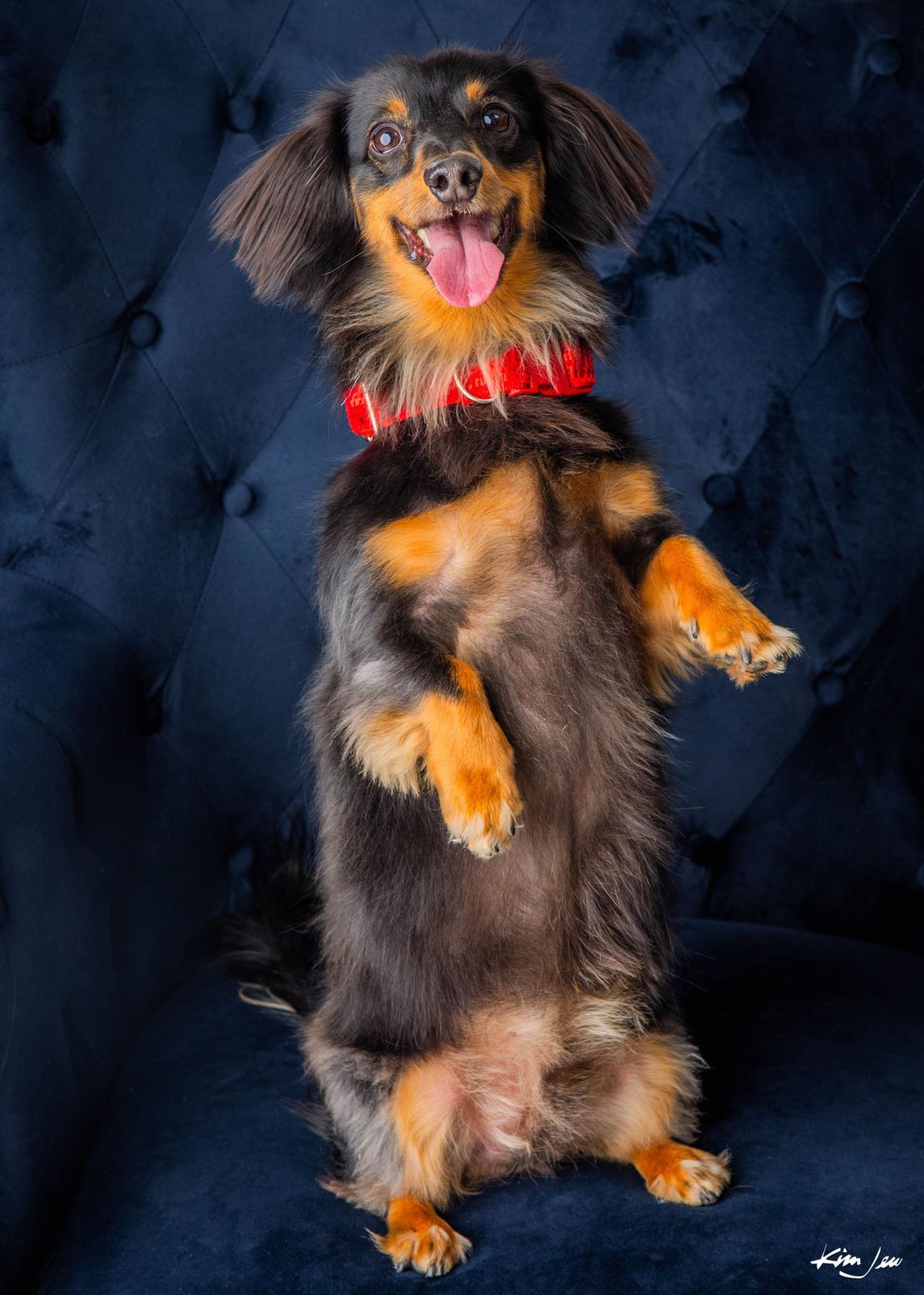 A black and brown dog wearing a red bow tie is standing on its hind legs.