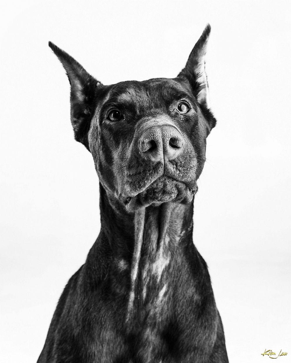 A black and white photo of a dog with a long tongue sticking out.