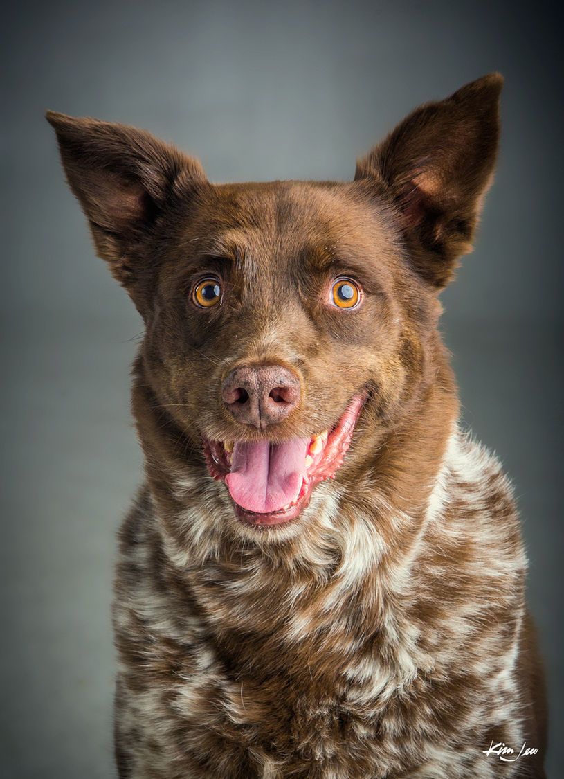 A close up of a brown and white dog with its tongue out.