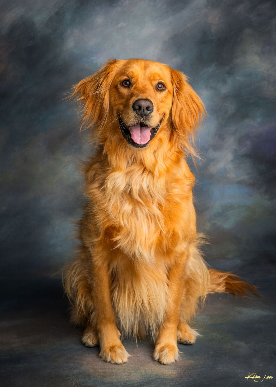 A golden retriever dog is sitting in front of a blue background.