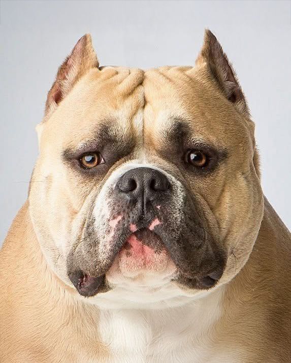 A close up of a dog 's face on a white background.