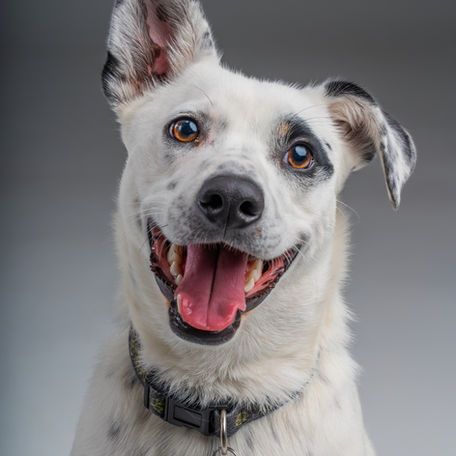 A white dog with brown eyes and a black collar is smiling with its tongue out.