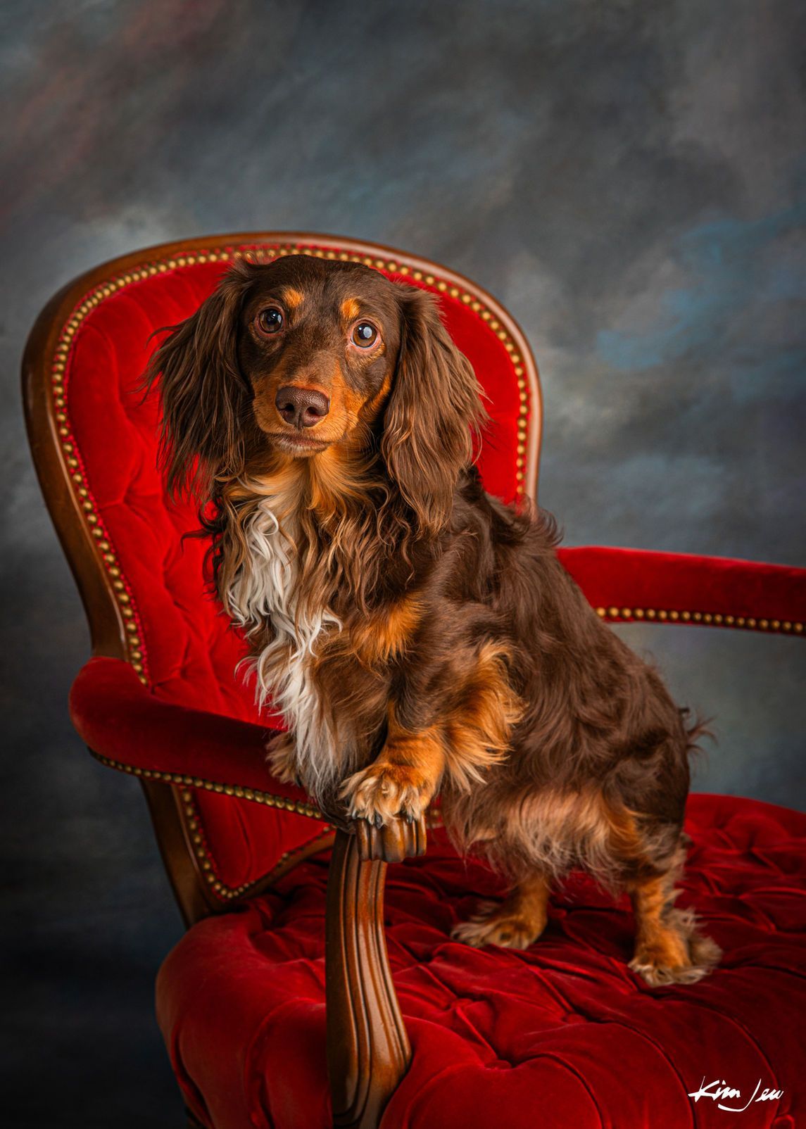 A brown and tan dachshund is sitting in a red chair.