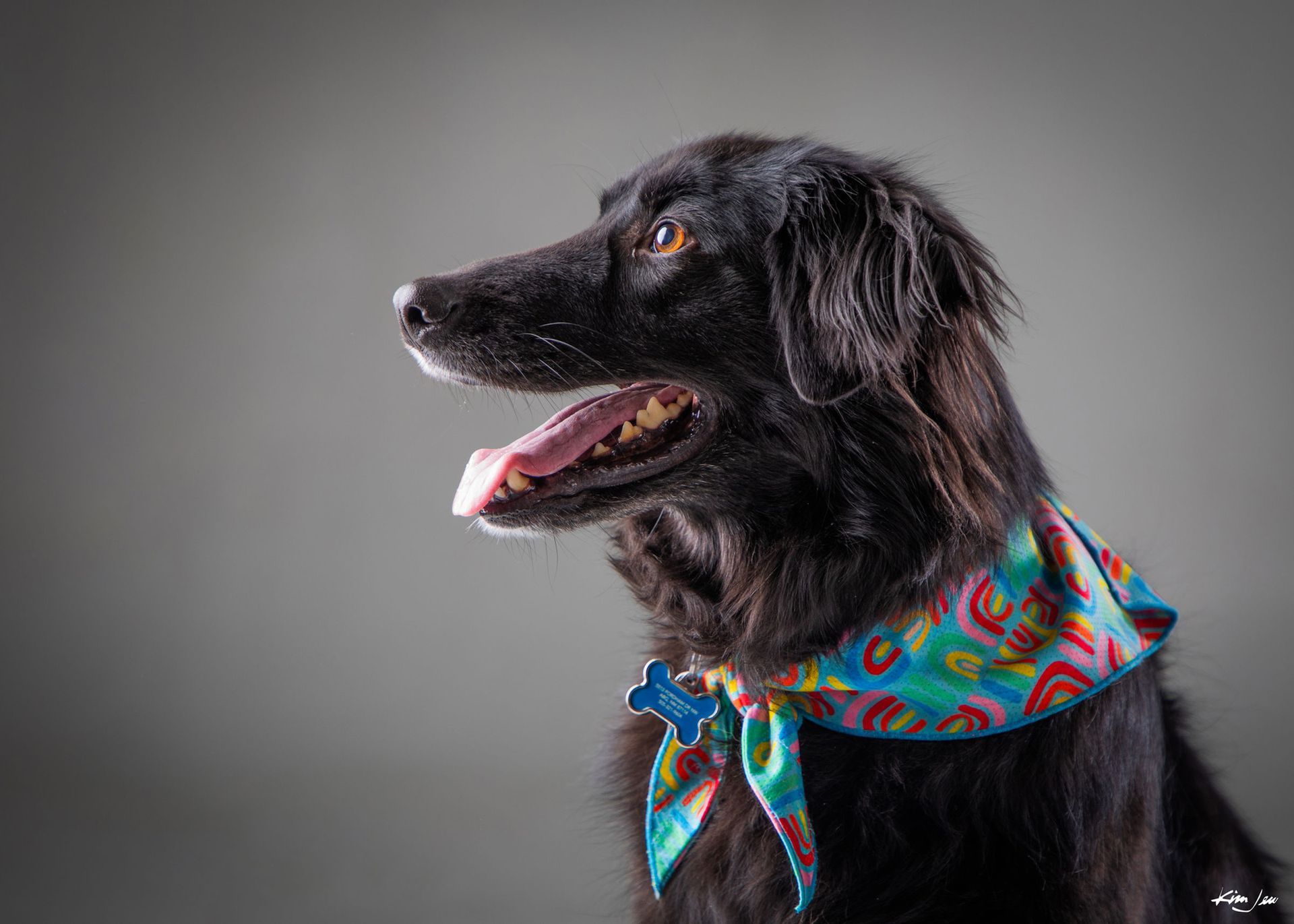 A black dog wearing a colorful scarf around its neck.