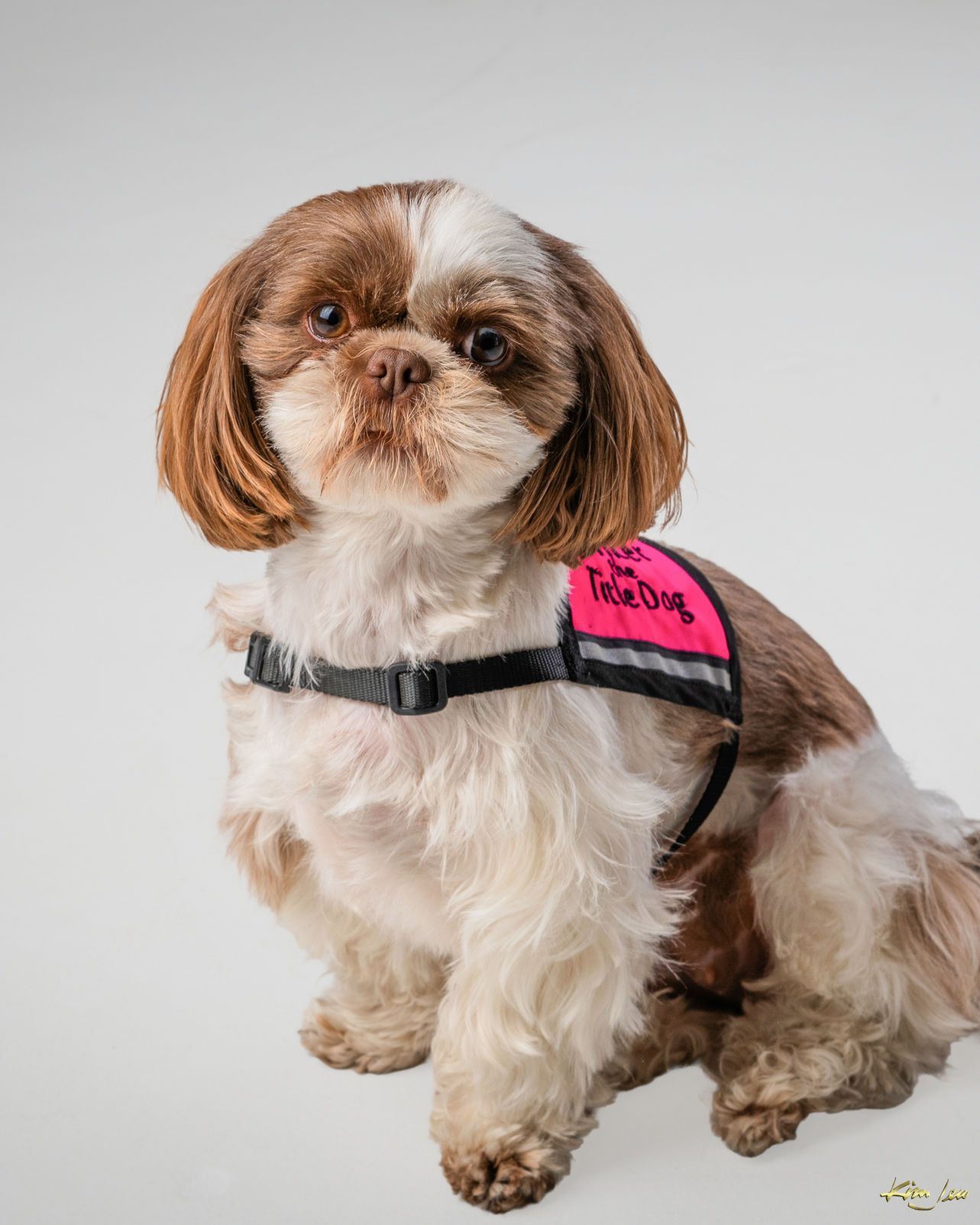A small brown and white dog wearing a pink harness.
