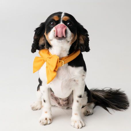 A black and white dog wearing a yellow bow tie is sticking its tongue out.