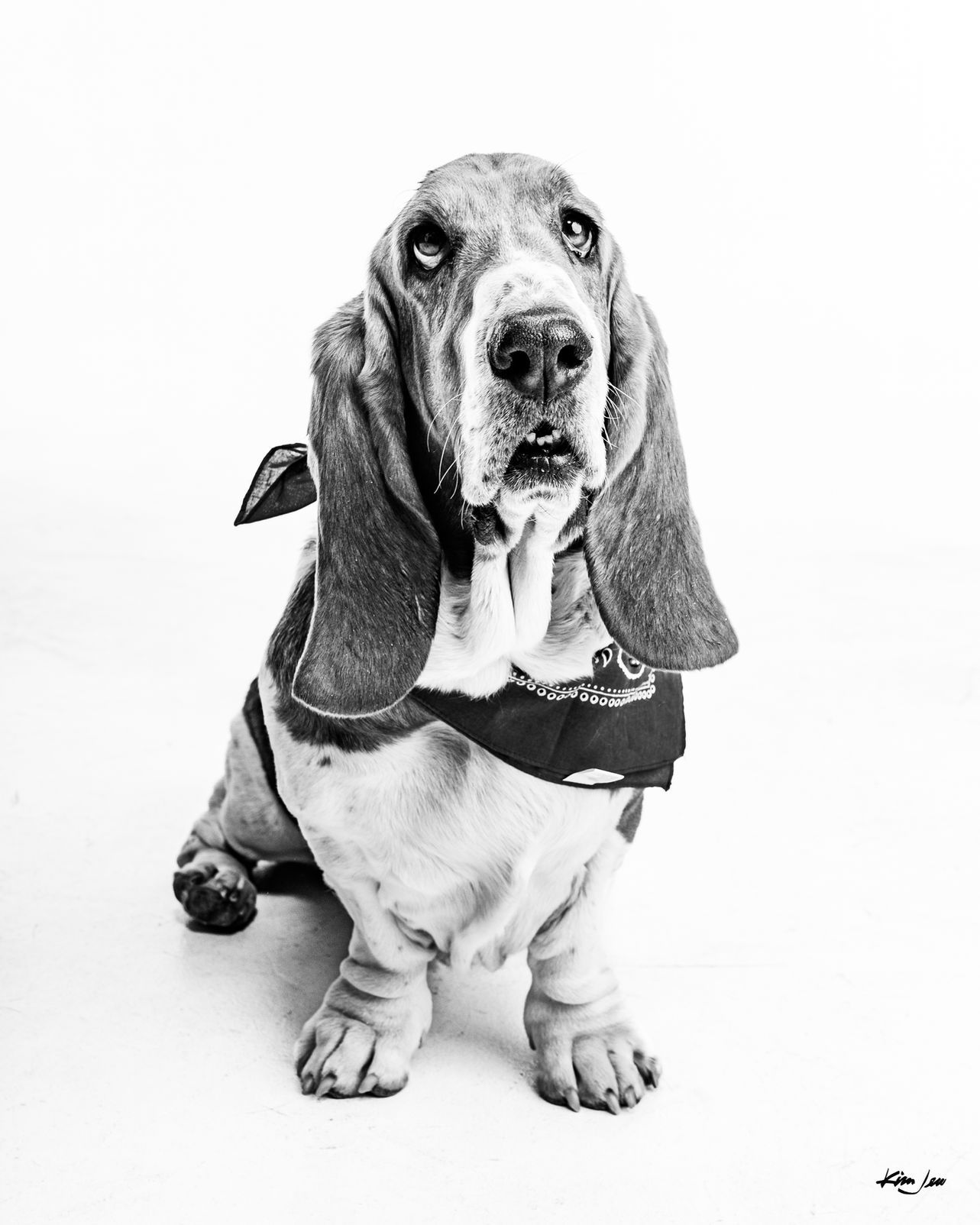 A black and white photo of a basset hound wearing a bandana.