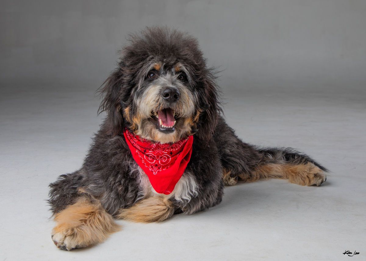 A dog wearing a red bandana is laying on the floor.