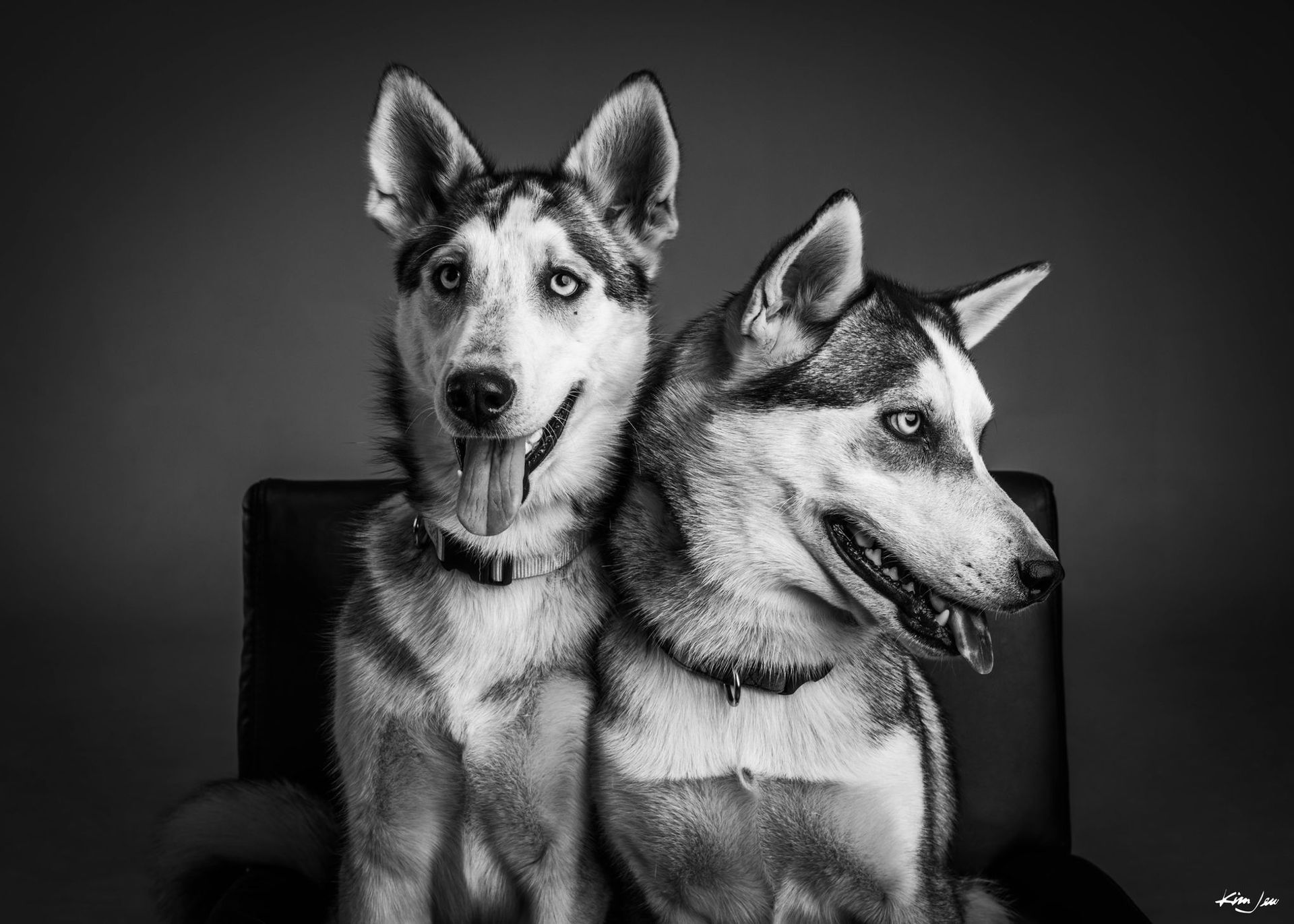 Two husky dogs are sitting next to each other on a chair.