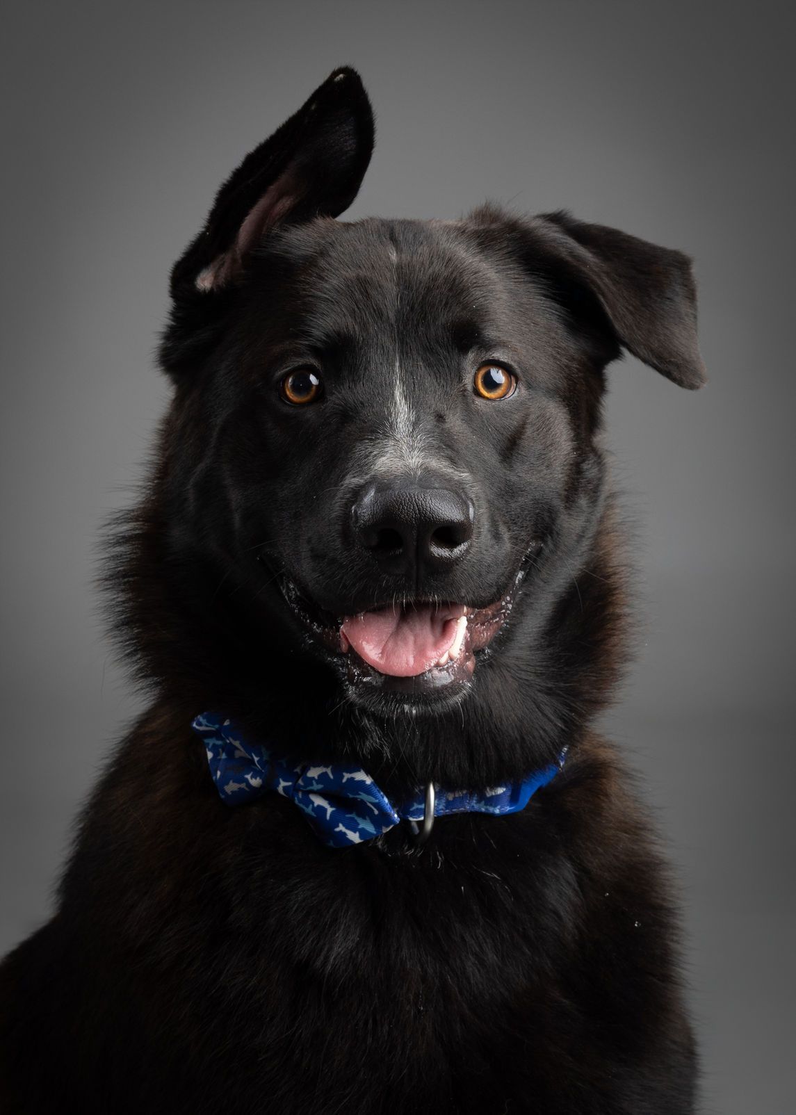 A black dog with a blue collar is smiling and looking at the camera.