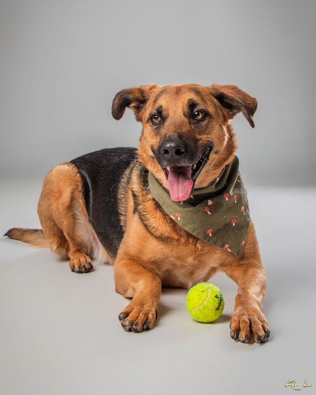 A dog wearing a bandana is laying next to a tennis ball