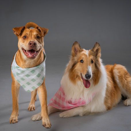 Two dogs are standing next to each other and one is wearing a bandana.