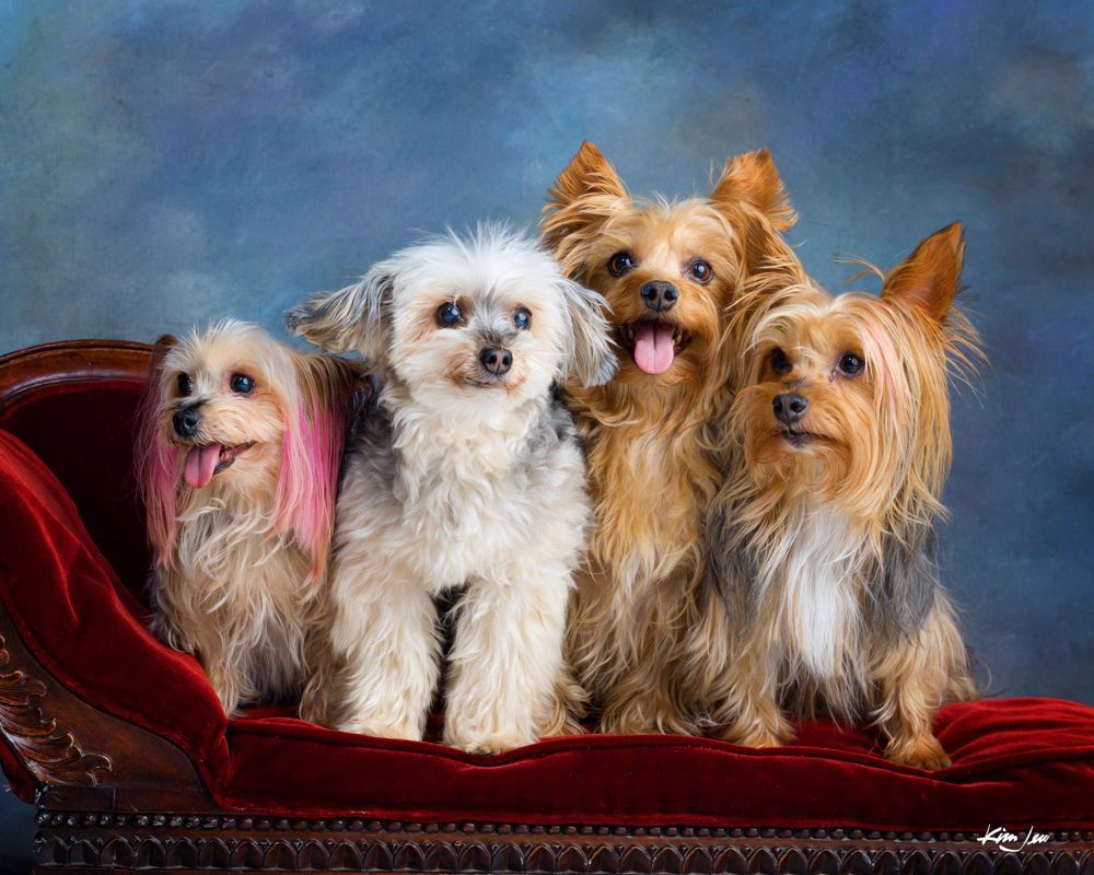 A group of small dogs are sitting on a red couch.