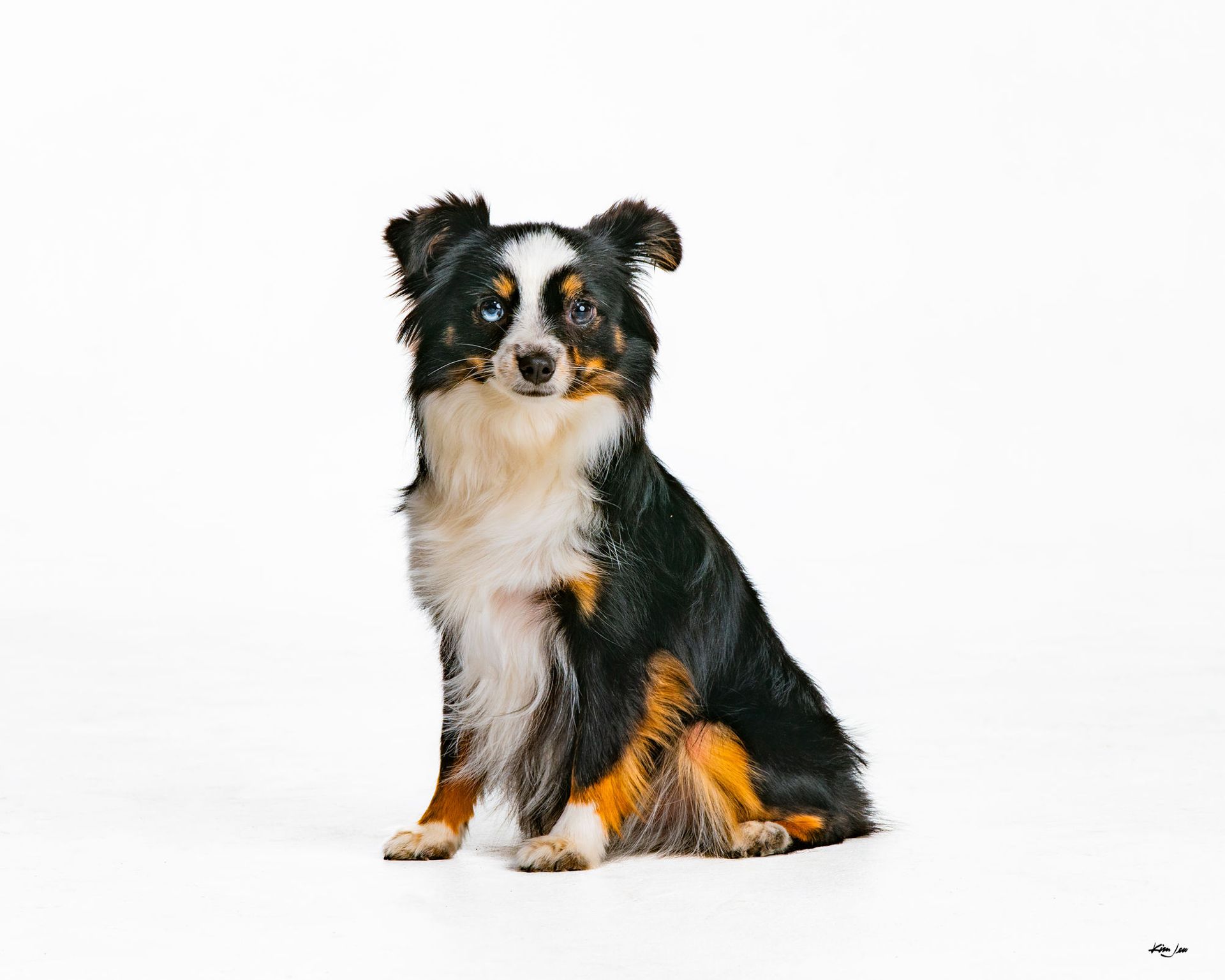 A black , white and brown dog is sitting on a white surface.