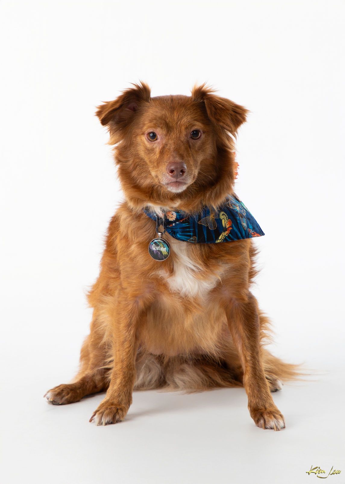 A brown dog wearing a blue bandana is sitting on a white surface.