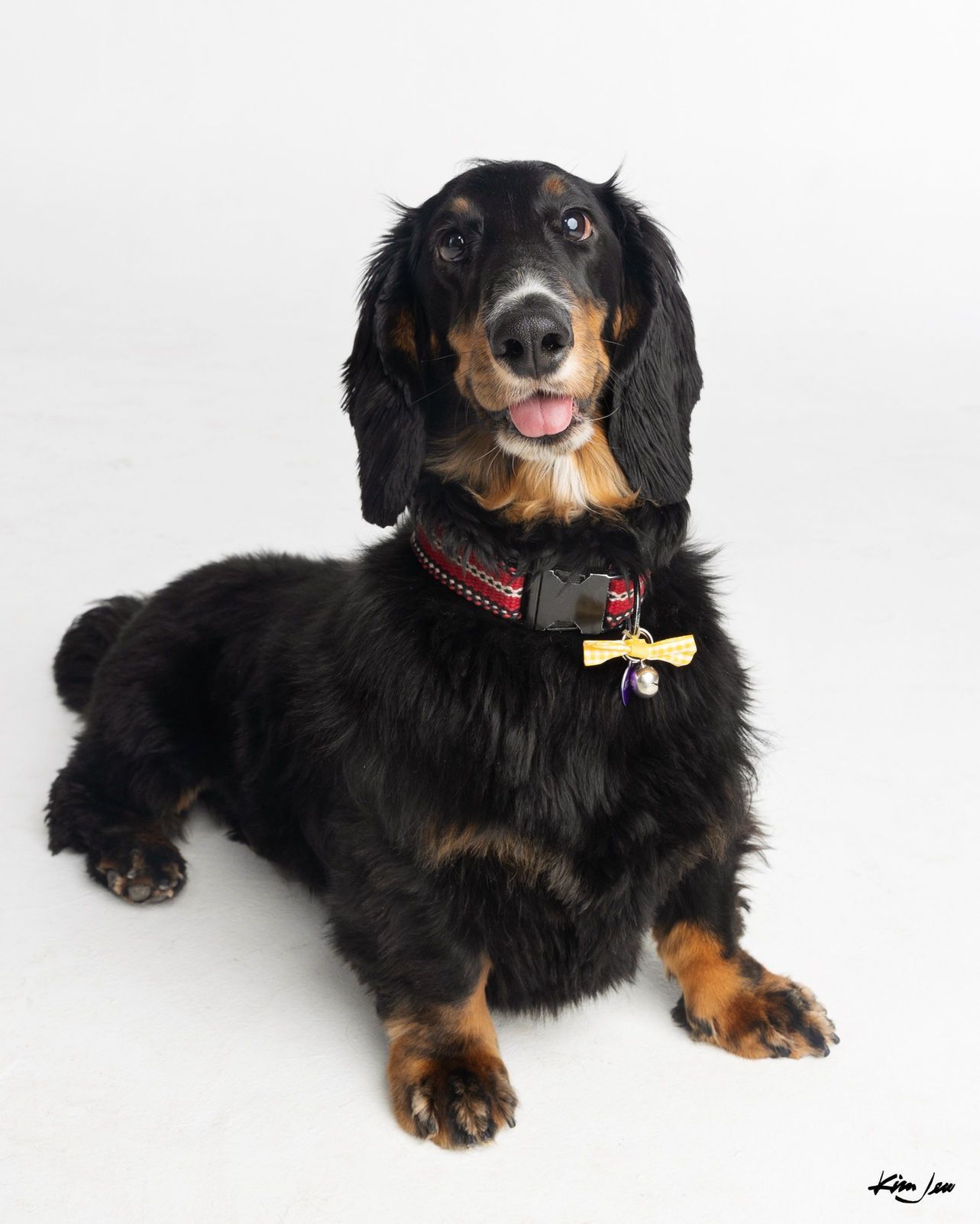 A black and brown dachshund wearing a red collar