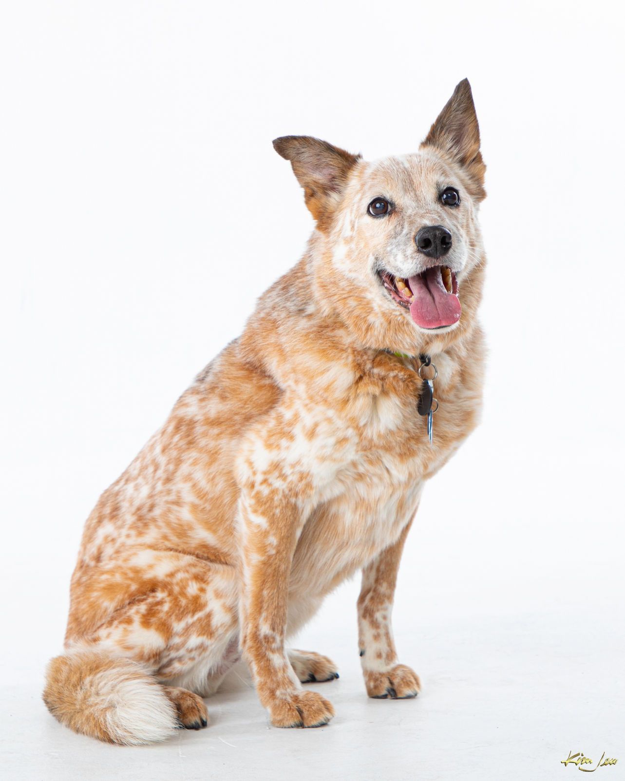 A brown and white dog is sitting on a white surface.
