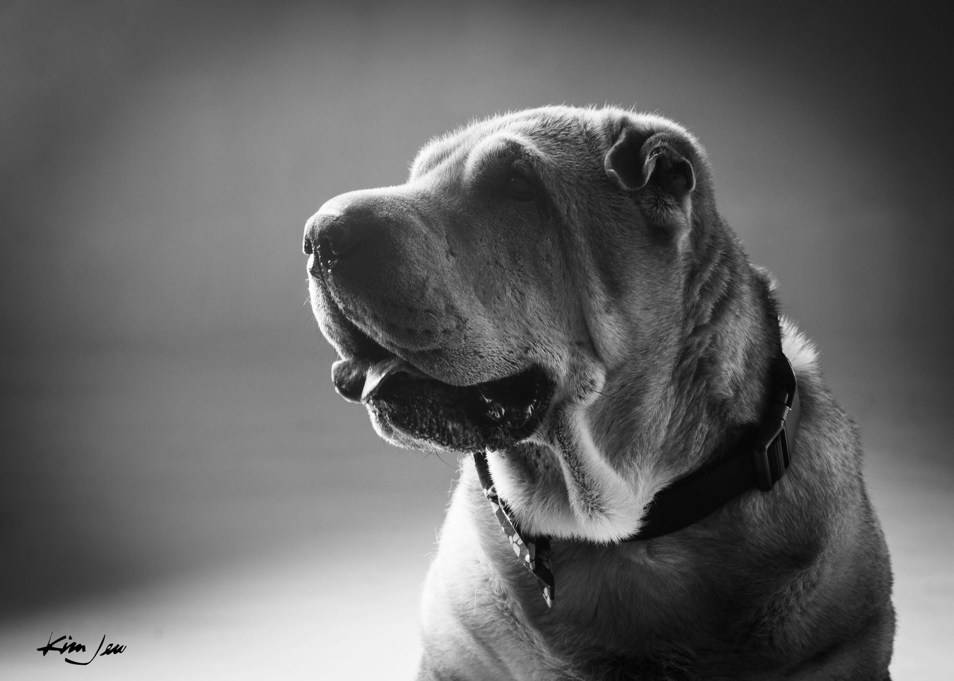 A black and white photo of a shar pei dog with its tongue out.