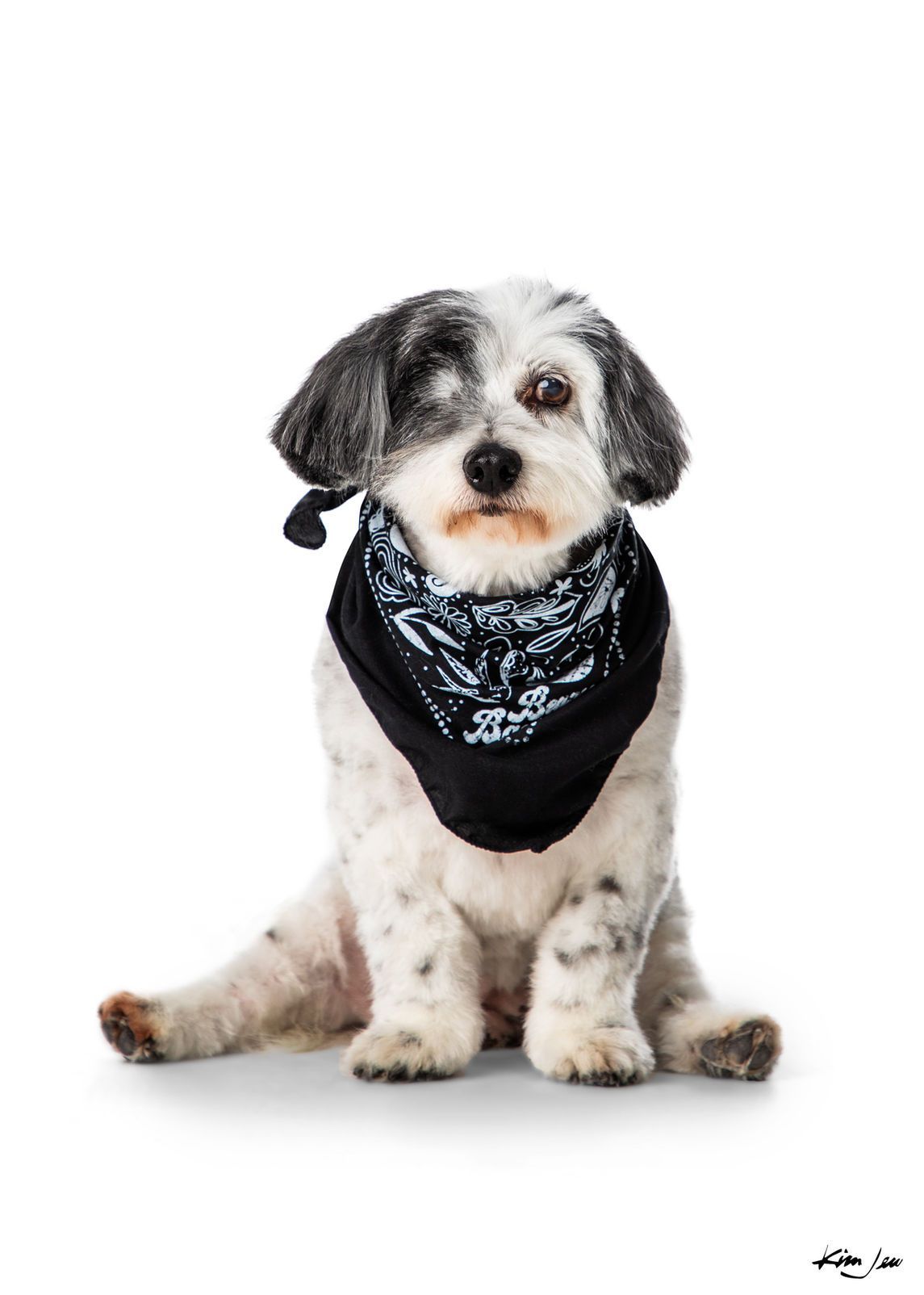 A small black and white dog wearing a bandana is sitting on a white background.