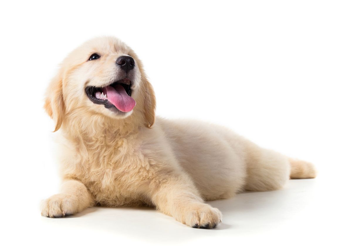 Golden retriever puppy lying down