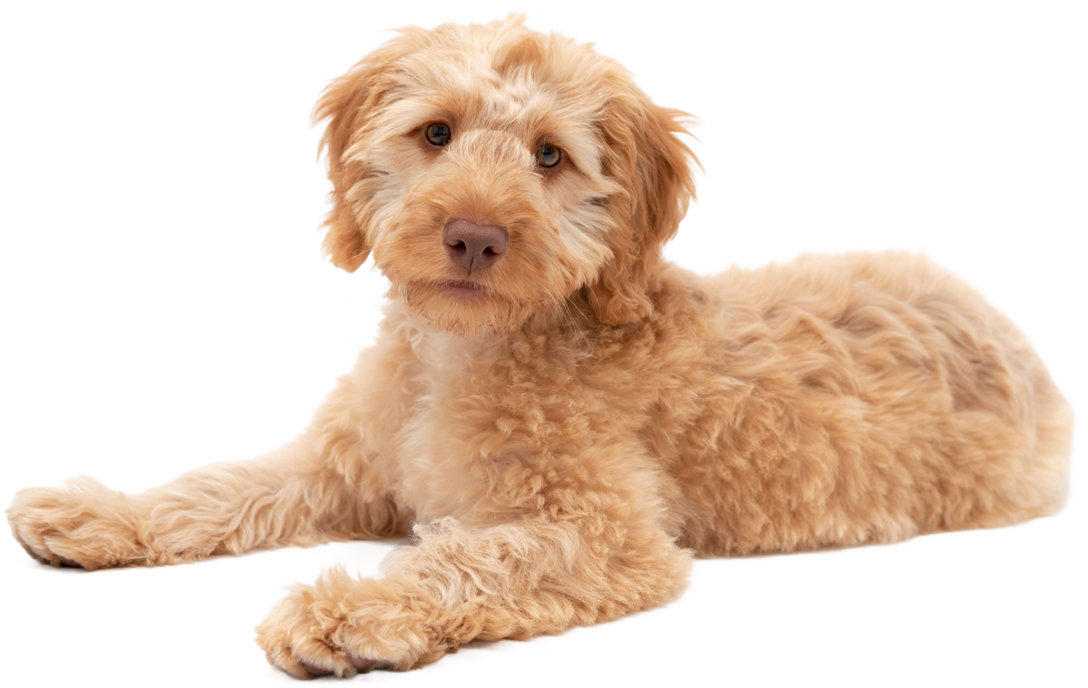 Golden-colored Labradoodle puppy