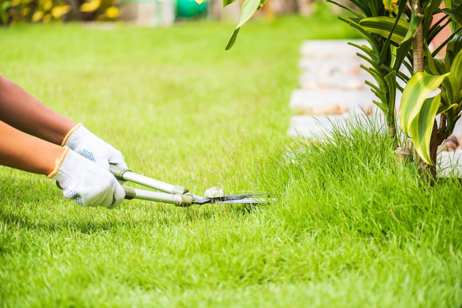 Person trimming grass with shears, wearing gloves, in a yard with a stone path and plants.