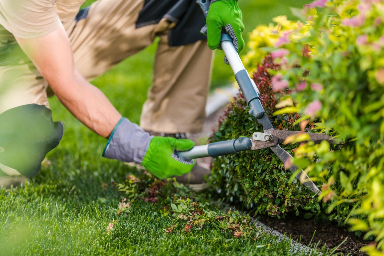 Gardener trimming a bush with pruning shears, wearing green gloves, outside on green grass.