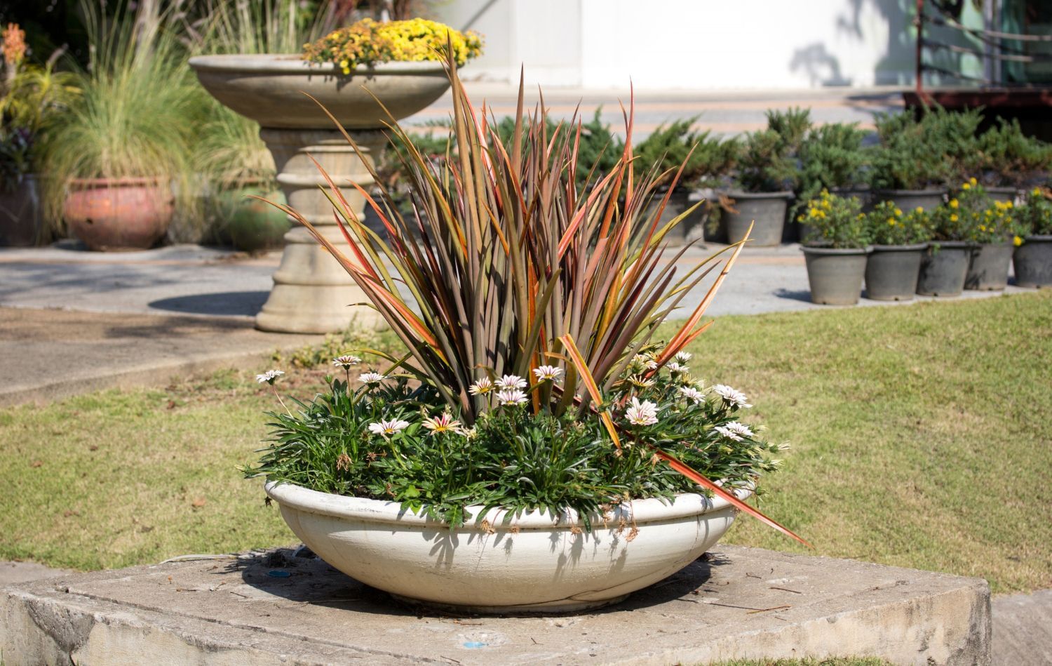 A round concrete planter with a central plant and white flowers. Other plants and pots are in the background.