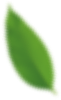 Green leaf, blurred details, angled downwards.