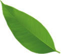 Green leaf with a pointed tip and visible veins.