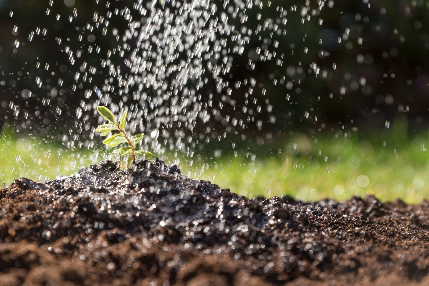 Seedling being watered; small green plant in dark soil with water droplets falling.