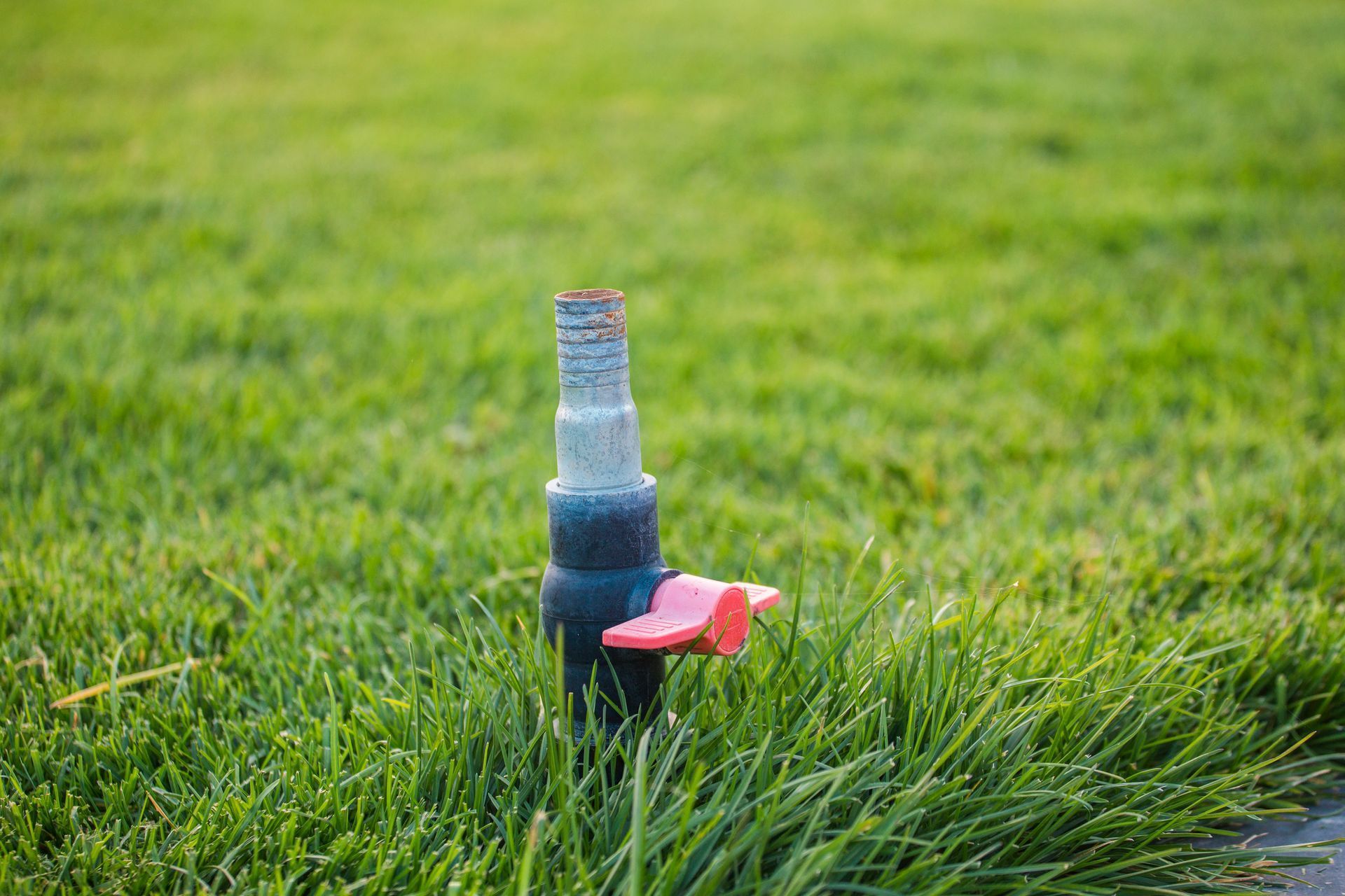 Sprinkler head in green grass, with a red valve.