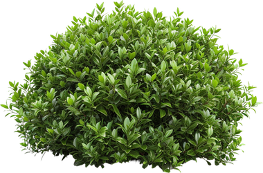Green, round bush with many small, bright green leaves.