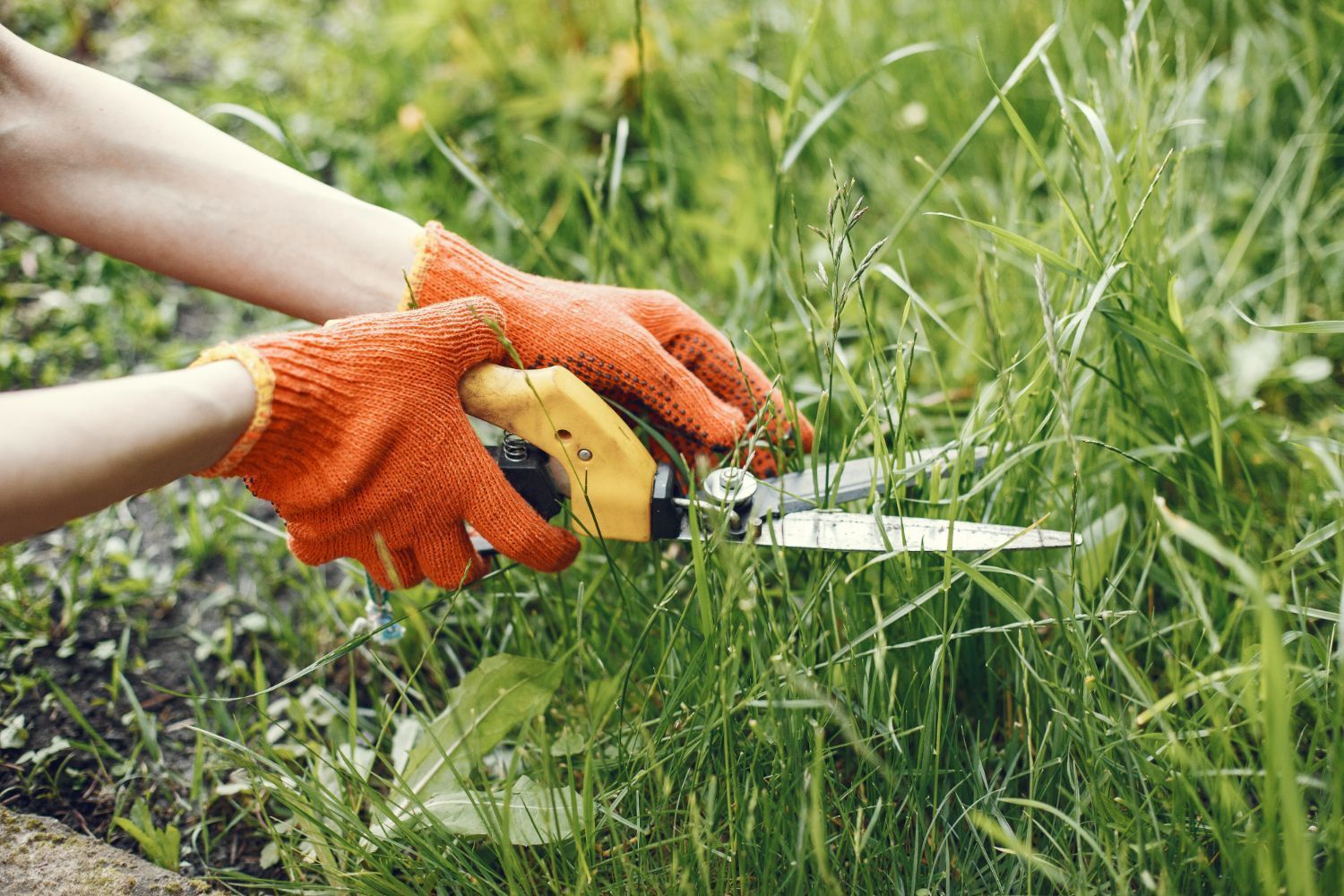 Person wearing orange gloves, trimming grass with yellow-handled shears outdoors.