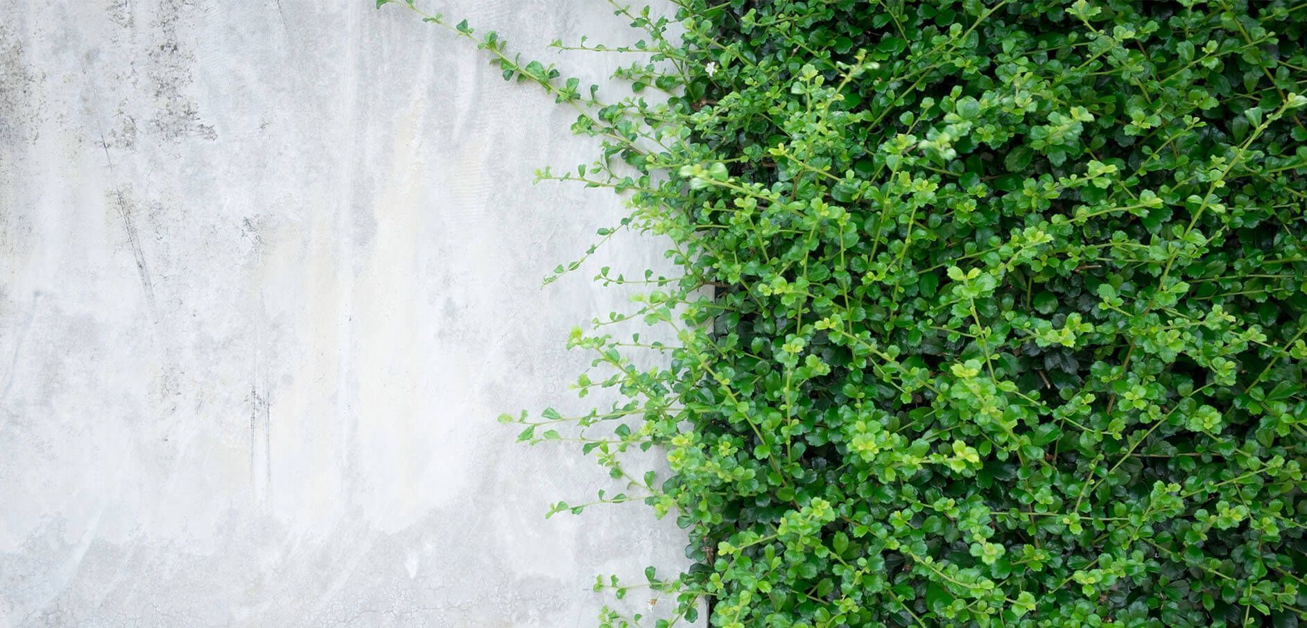 Green ivy growing on a gray concrete wall.