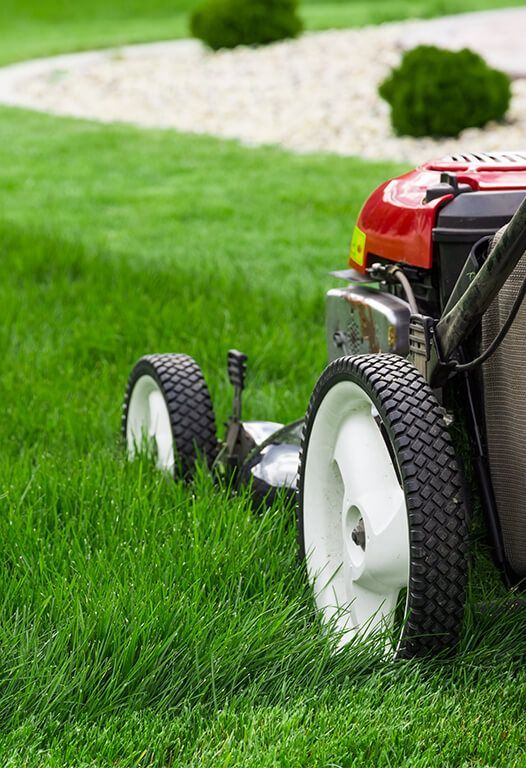 Red lawnmower cutting green grass in a sunny backyard with bushes.