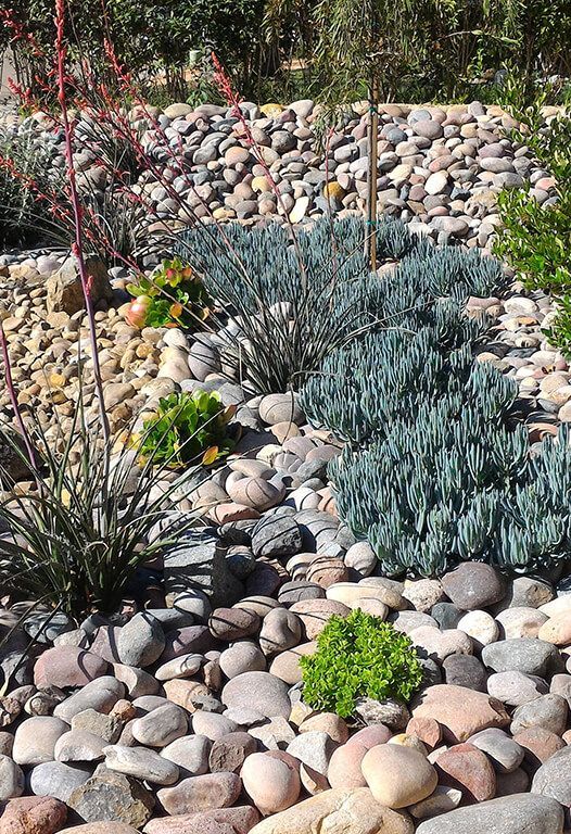 Rocky garden bed with various plants, including blue-green succulents and flowering stalks.