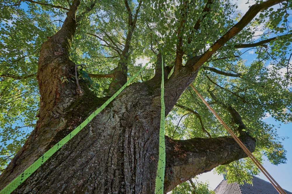 Looking up at a tree with a green rope attached to it — Troy Weier Tree Service In Gladstone, QLD
