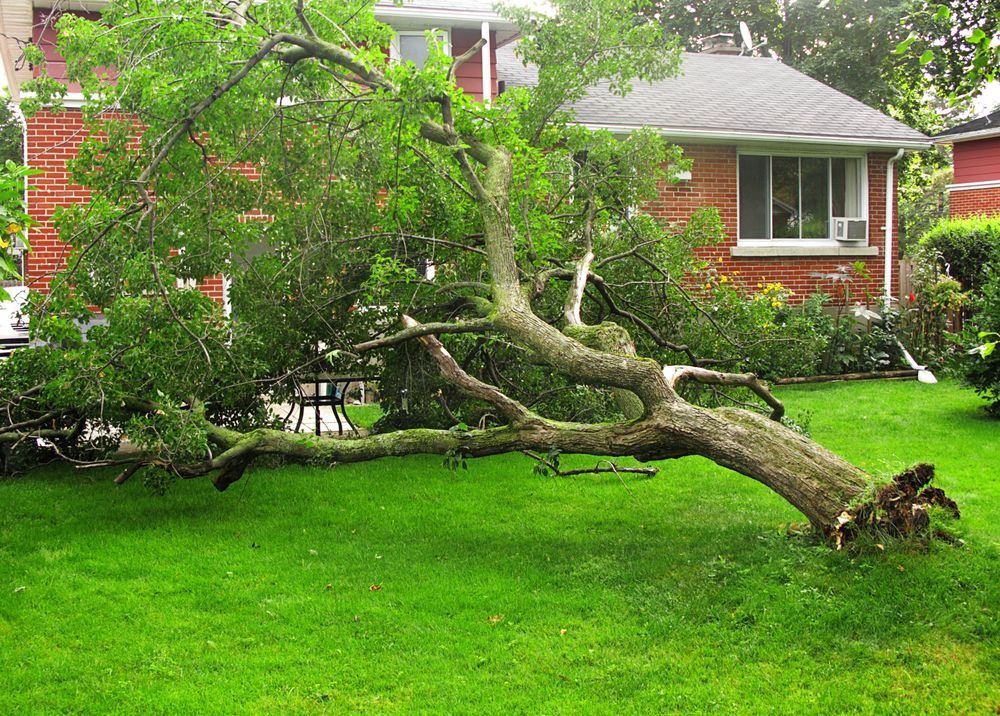 A tree that has fallen on the grass in front of a house — Troy Weier Tree Service In Frenchville, QLD