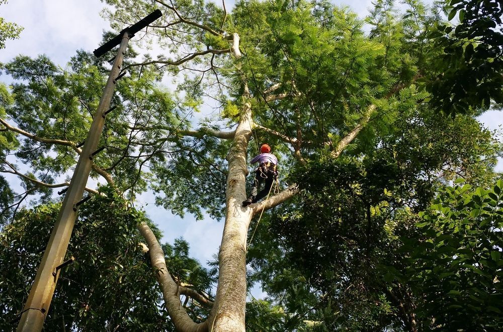 A man is climbing a tree with a chainsaw — Troy Weier Tree Service In Gladstone, QLD
