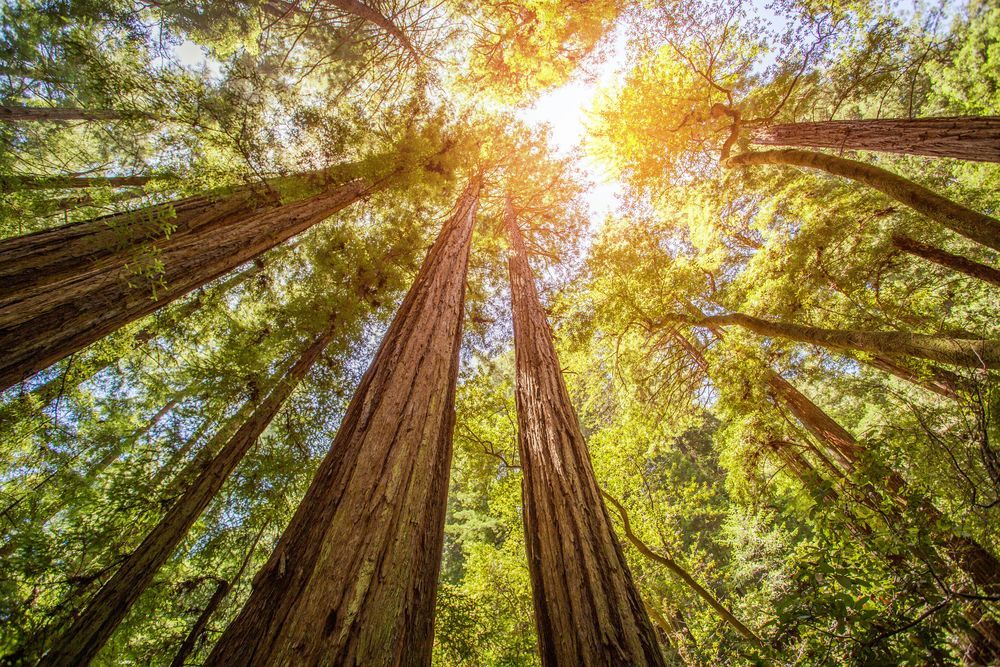The sun is shining through the trees in the forest — Troy Weier Tree Service In Gladstone, QLD